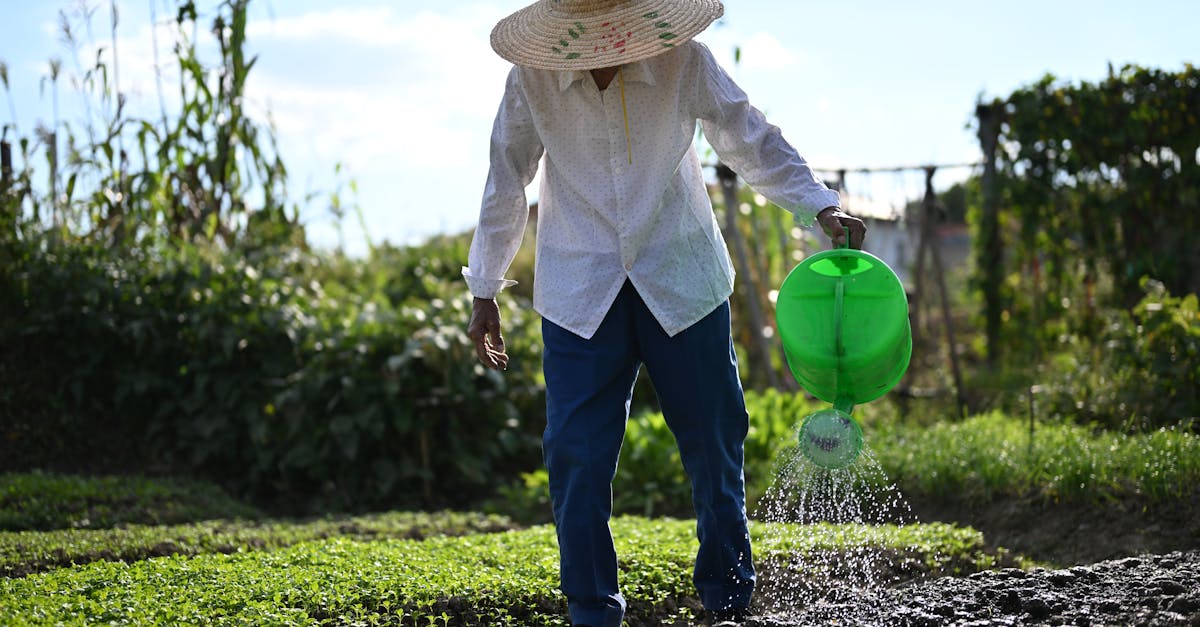 Fazla Su Cime Zarar Verir Mi e3aaf8fc6a66b916829ccabe226c3657 1