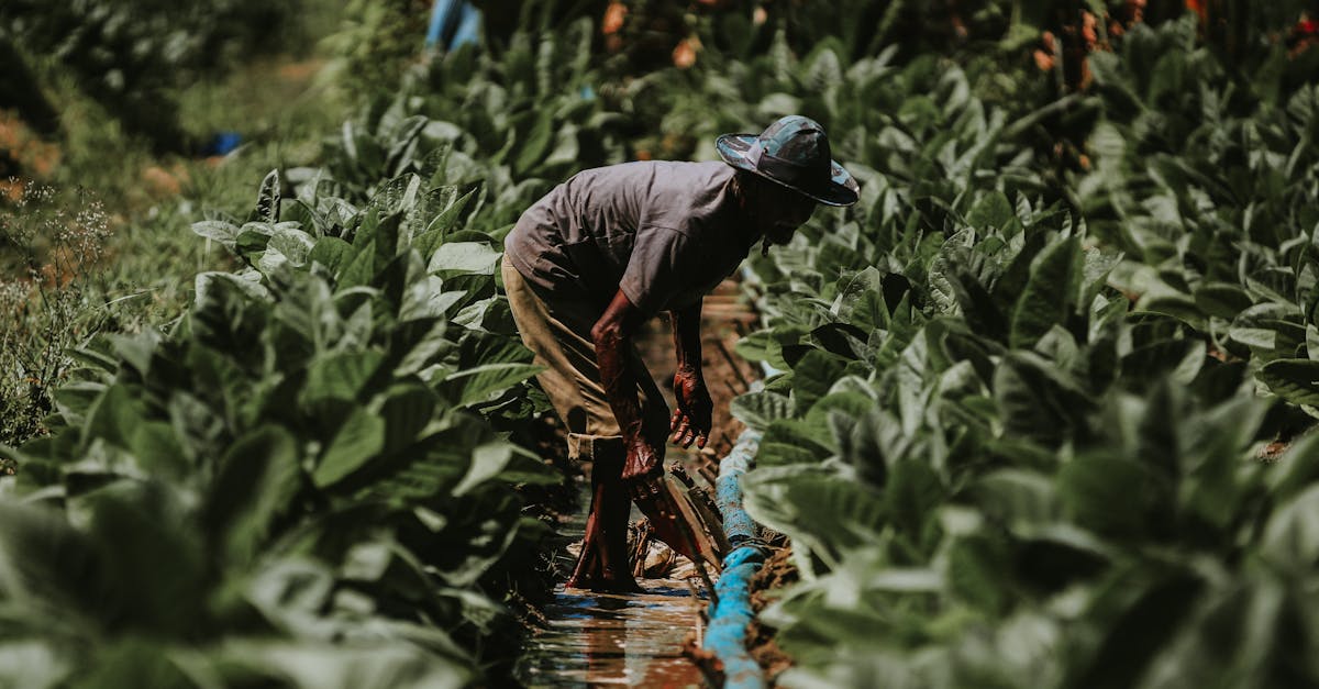 Peyzaj Ürünleri 1 Peyzaj Urunleri e52e991305f35655ee80542af5ba7e3f 1