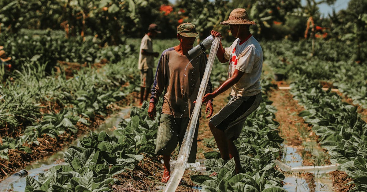 Bahçe Sulama Fiyatları Nallıhan 1 bahce sulama fiyatlari e577853b376399ed42a35d402f78f63a 1