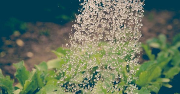 Çimler Gece Sulanır mı