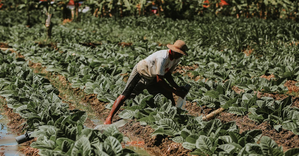 Sulama Ne Zaman Yapılmalı