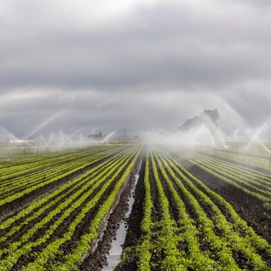 Rainbird Akyurt